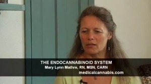 The Endocannabinoid System