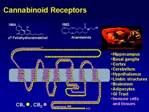 cannabinoidreceptors