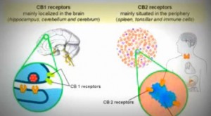 CBD1 Receptors