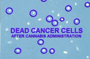 Dead Cancer Cells