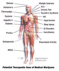 Medical-Cannabis-Therapeutics