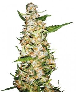 skunk-1-automatic-photo