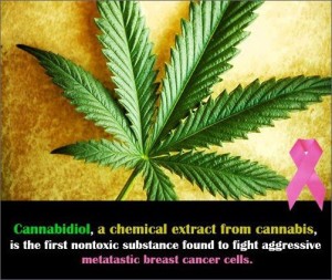 Cannabidiol-a-chemical-extract-from-cannabis-is-the-first-nontoxic-substance-found-to-fight-aggressive-metatastic-breast-cancer-cells