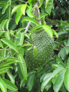 Soursop