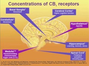 The Endocannabinoid System and You