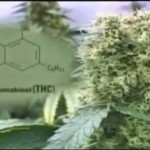 CAN CANNABIS CURE CANCER