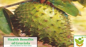 Soursop Graviola for Anti-Cancer The Truth About this Amazon Rainforest Breakthrough