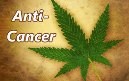 Cannabis - Anti Cancer