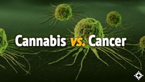 Watch Molecular Biologist Explain How THC Completely Kills Cancer Cells