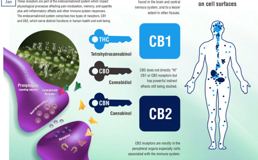 CBD Oil Why is this the Best Hemp Oil on the Planet!