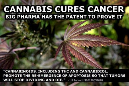 Proof Cannabis Can Cure Cancer