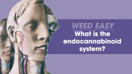 What is the Endocannabinoid System?