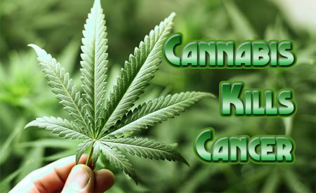 cannabis kills cancer