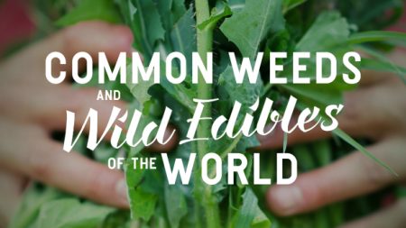 Common Weeds and Wild Edibles of the World