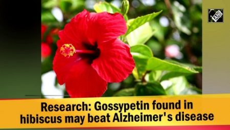 Gossypetin found in hibiscus may beat Alzheimer's disease