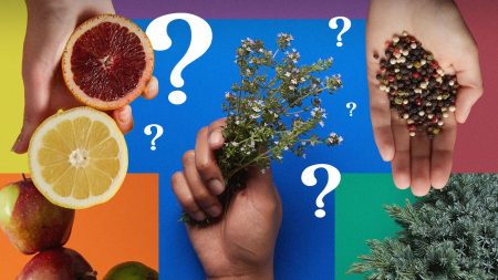 What are cannabis terpenes and what do they do?