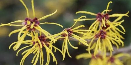 What is witch hazel and what are its healing properties
