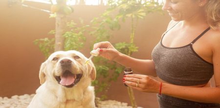 Medical Cannabis For Pets