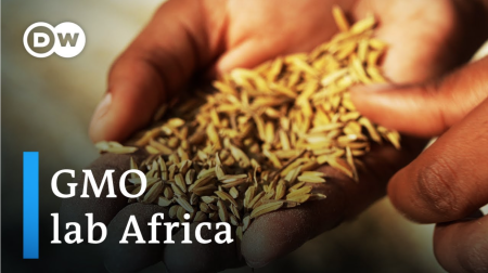 Africa, GMOs and Western interests