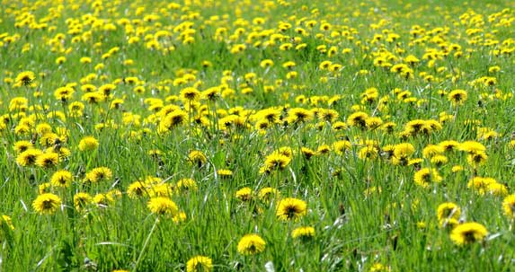 Dandelion Flower