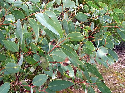 Eucalyptus Leaves