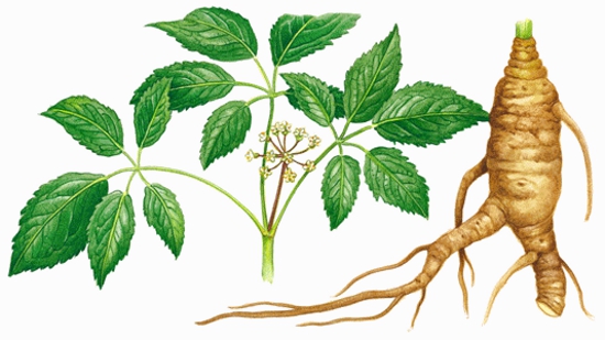 Gingseng