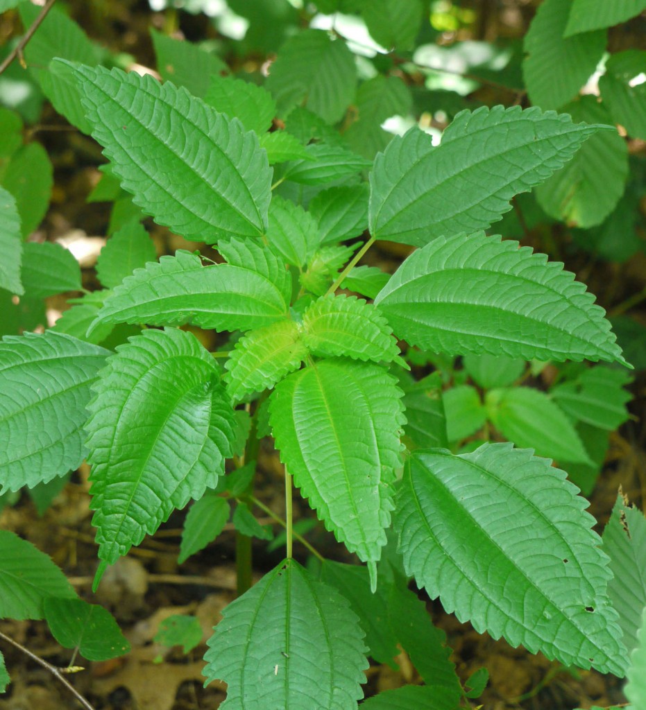 Nettle