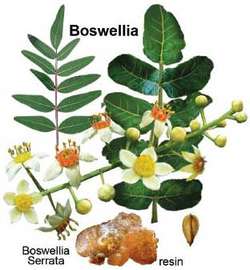 Boswellia Frankincense