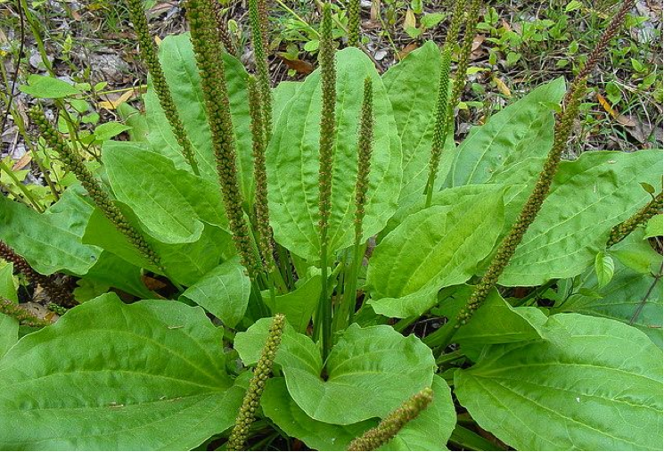 Plantain