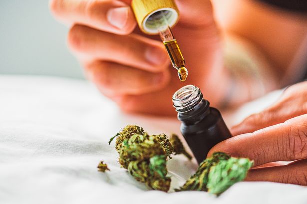 Medical cannabis could help PTSD sufferers Medical cannabis could help PTSD sufferers
